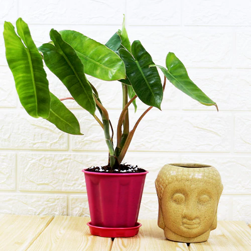 Buy Philodendron "Burle Marx" Online at Nursery Nisarga