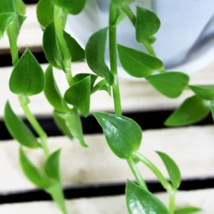 Buy Callisia Repens "Turtle Vine" Plant Online at Nursery Nisarga