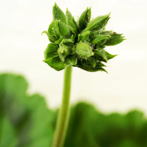 Buy Geranium Plant Online at Nursery Nisarga