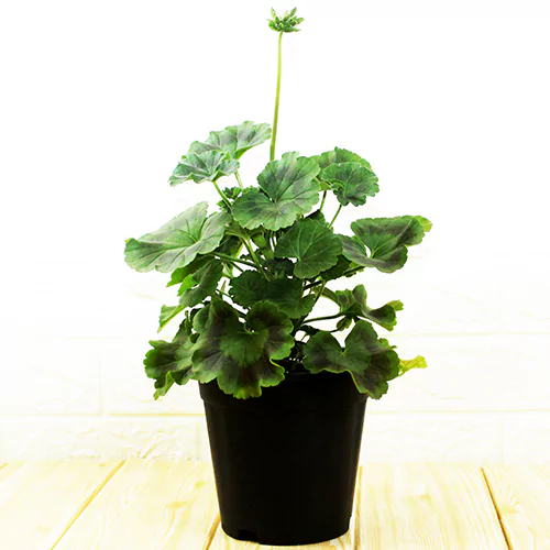 Buy Geranium Plant Online at Nursery Nisarga