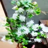 Buy Kunda, Downy Jasmine Plant Online at Nursery Nisarga