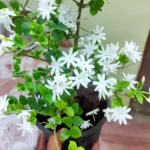 Buy Kunda, Downy Jasmine Plant Online at Nursery Nisarga