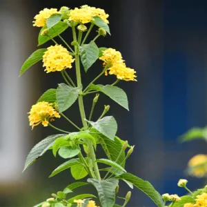 Buy Lantana Camara Online at Nursery Nisarga