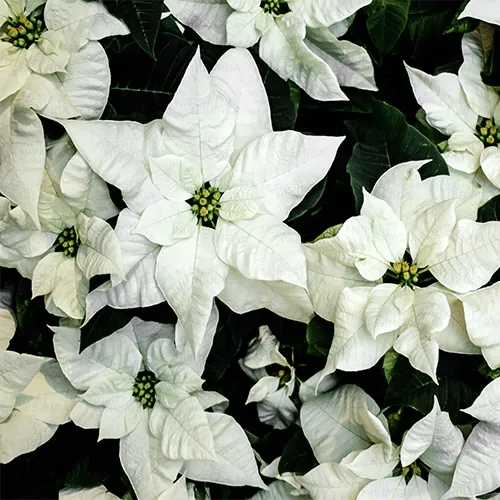 Buy Poinsettia, Christmas Flower (White) Plant Online