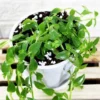 Buy Callisia Repens "Turtle Vine" Plant Online at Nursery Nisarga