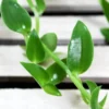 Buy Callisia Repens "Turtle Vine" Plant Online at Nursery Nisarga