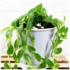 Buy Callisia Repens "Turtle Vine" Plant Online at Nursery Nisarga