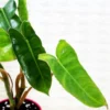 Buy Philodendron "Burle Marx" Online at Nursery Nisarga