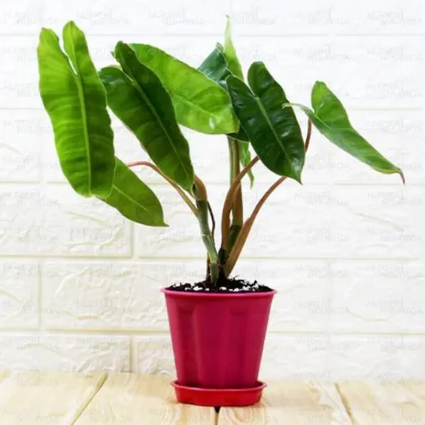 Buy Philodendron "Burle Marx" Online at Nursery Nisarga