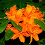 Buy Azalea Plant - Nursery Nisarga