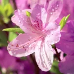 Buy Azalea Plant - Nursery Nisarga