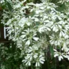 Buy Snowflake Bush Plant Online at Nursery Nisarga