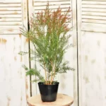 Buy Bottle Brush Plant Online at Nursery Nisarga