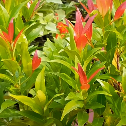 Buy Syzygium Campanulatum, Christina Plant Online at Nursery Nisarga