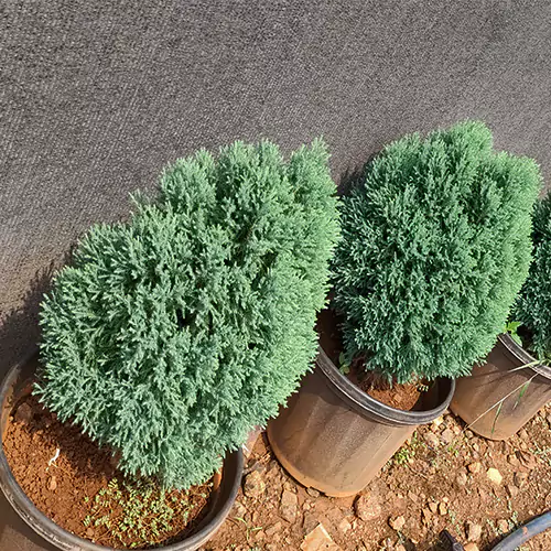 Buy Green Cypress Plant at Best Price Online - Nursery Nisarga