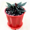 Buy Peperomia Rosso online at - Nursery Nisarga