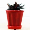 Buy Peperomia Rosso online at - Nursery Nisarga