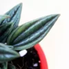 Buy Peperomia Rosso online at - Nursery Nisarga