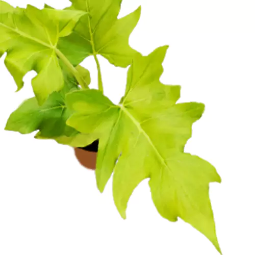 Buy Philodendron Selloum (Golden) Plant - Nursery Nisarga
