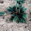 Buy Peperomia Rosso online at - Nursery Nisarga