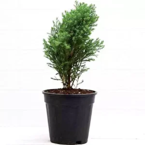 Buy Green Cypress Plant at Best Price Online - Nursery Nisarga