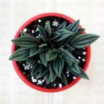 Buy Peperomia Rosso online at - Nursery Nisarga