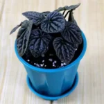 Buy Peperomia Caperata Plant Online at Nursery Nisarga