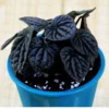 Buy Peperomia Caperata Plant Online at Nursery Nisarga