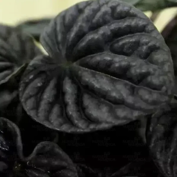 Buy Peperomia Caperata Plant Online at Nursery Nisarga
