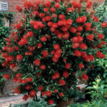Buy Weeping Bottle Brush "Red Cascade" - Plant from Nursery Nisarga