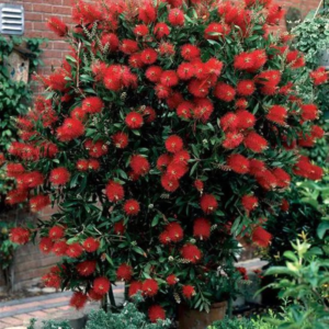 Buy Weeping Bottle Brush "Red Cascade" - Plant from Nursery Nisarga