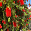 Buy Weeping Bottle Brush "Red Cascade" - Plant from Nursery Nisarga