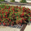 Buy Weeping Bottle Brush "Red Cascade" - Plant from Nursery Nisarga