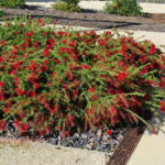 Buy Weeping Bottle Brush "Red Cascade" - Plant from Nursery Nisarga