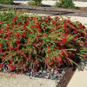 Buy Weeping Bottle Brush "Red Cascade" - Plant from Nursery Nisarga