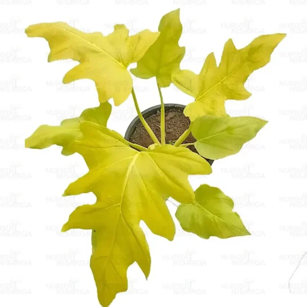 Buy Philodendron Warscewiczii Aurea Flavum | Selloum (Golden) Plant online at nursery nisarga