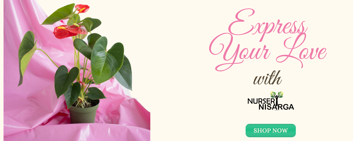 Express Your Love with Plant gift - Nursery Nisarga