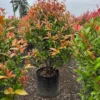 Buy Syzygium Campanulatum, Christina Eugenia - Plant from Nursery Nisarga