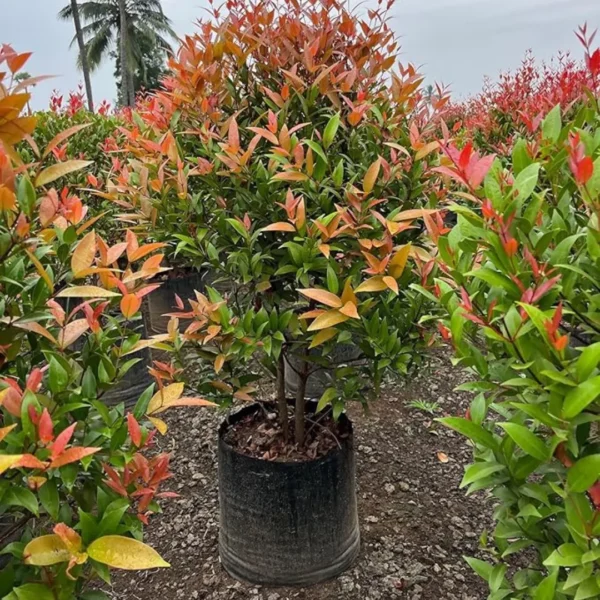 Buy Syzygium Campanulatum, Christina Eugenia - Plant from Nursery Nisarga