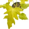 Buy Philodendron Warscewiczii Aurea Flavum | Selloum Golden - Plant from Nursery Nisarga