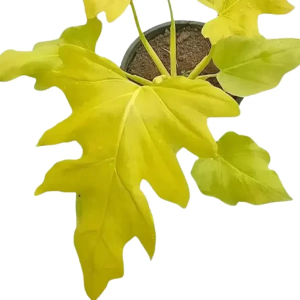 Buy Philodendron Warscewiczii Aurea Flavum | Selloum Golden - Plant from Nursery Nisarga