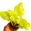 Buy Philodendron Warscewiczii Aurea Flavum | Selloum Golden - Plant from Nursery Nisarga