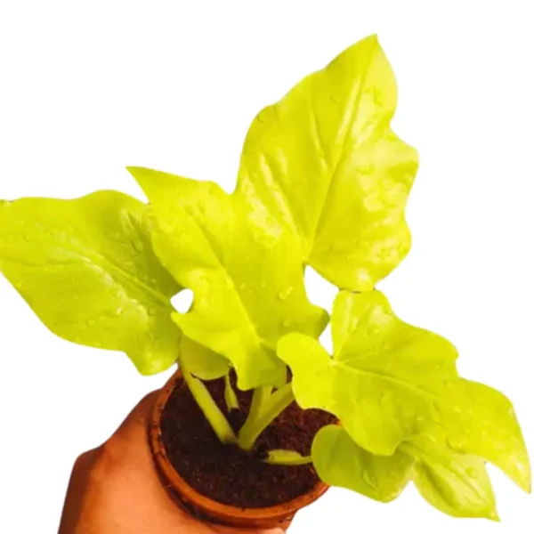 Buy Philodendron Warscewiczii Aurea Flavum | Selloum Golden - Plant from Nursery Nisarga