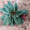 Buy Peperomia Rosso online at - Nursery Nisarga