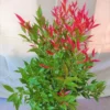 Buy Syzygium Campanulatum, Christina Eugenia - Plant from Nursery Nisarga