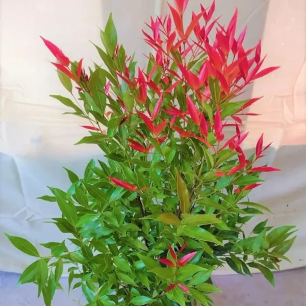 Buy Syzygium Campanulatum, Christina Eugenia - Plant from Nursery Nisarga