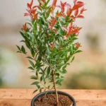Buy Syzygium Campanulatum, Christina Eugenia - Plant from Nursery Nisarga