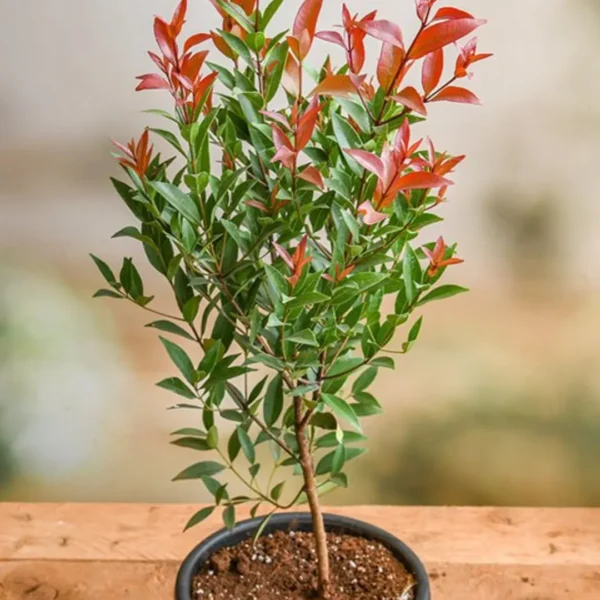 Buy Syzygium Campanulatum, Christina Eugenia - Plant from Nursery Nisarga