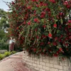 Buy Buy Weeping Bottle Brush "Red Cascade" - Plant from Nursery Nisarga Buy Weeping Bottle Brush "Red Cascade" - Plant from Nursery Nisarga Buy Weeping Bottle Brush "Red Cascade" - Plant from Nursery Nisarga Weeping Bottle Brush “Red Cascade” – Plant from Nursery NIsarga