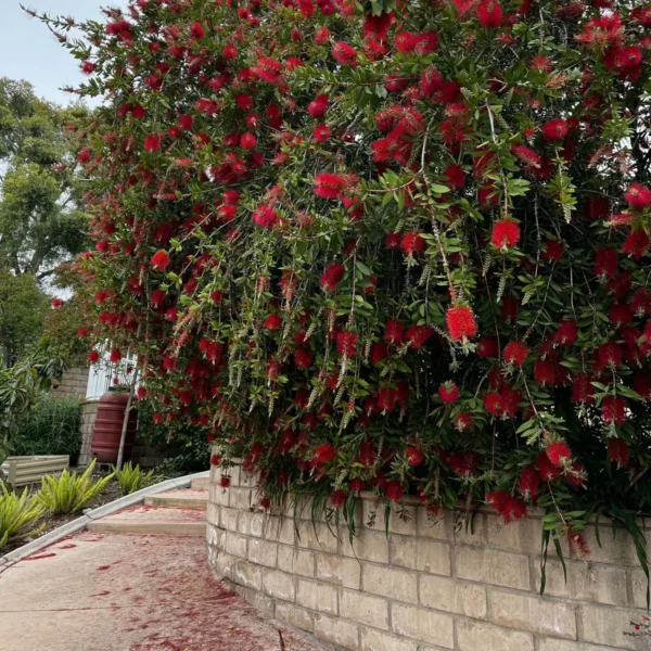 Buy Buy Weeping Bottle Brush "Red Cascade" - Plant from Nursery Nisarga Buy Weeping Bottle Brush "Red Cascade" - Plant from Nursery Nisarga Buy Weeping Bottle Brush "Red Cascade" - Plant from Nursery Nisarga Weeping Bottle Brush “Red Cascade” – Plant from Nursery NIsarga